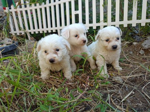2 aylık maltese terrier yavrular
