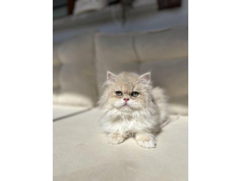 British longhair ay12 kedimiz