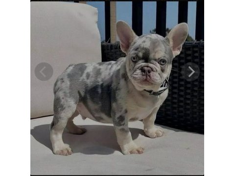 Mükemmel standartlarda french bulldog yavruları