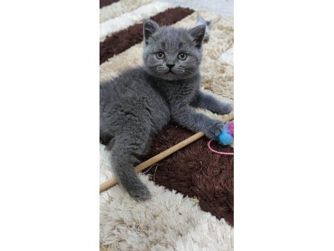 Minik kediler karne hediyesi