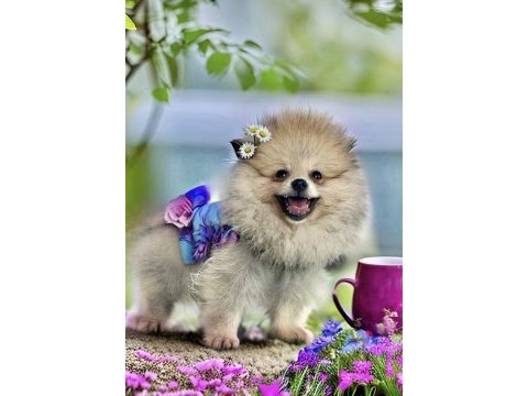 Antalyada 3 aylık erkek ve dişi pomeranian boo