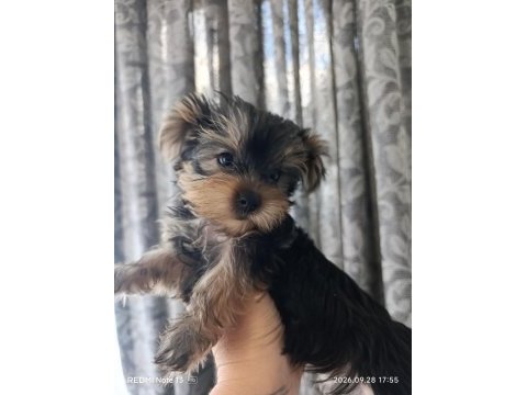 2 aylık yorki bebek köpekler