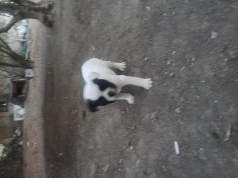 French bulldog yavrularımız mevcuttur
