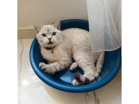 Minnoş kedim