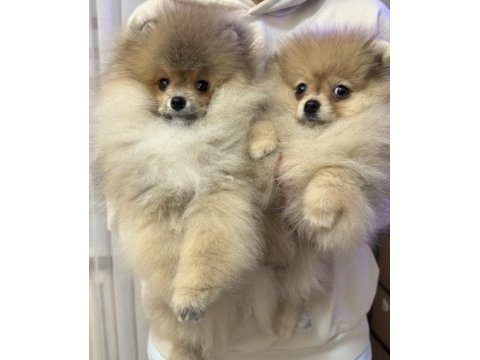 Pomeranian boo yavrularım