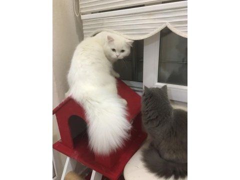 Şeker pare british longhair