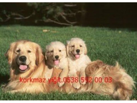 Koca kafa baby face golden retriever yavruları