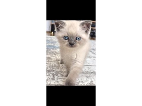 Kedimiz milo için güzel bir yuva arıyoruz