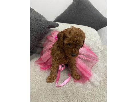 Dişi yavru toypoodle bebeğimiz 