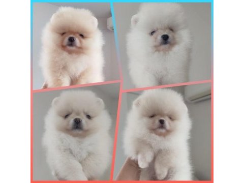 Safkan pomeranian