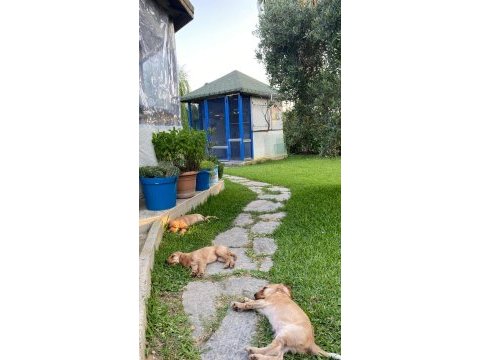 Safkan cocker köpekler