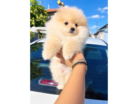 Bakımlı ve akıllı pomeranian kızımız