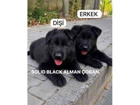 Solid black alman kurdu