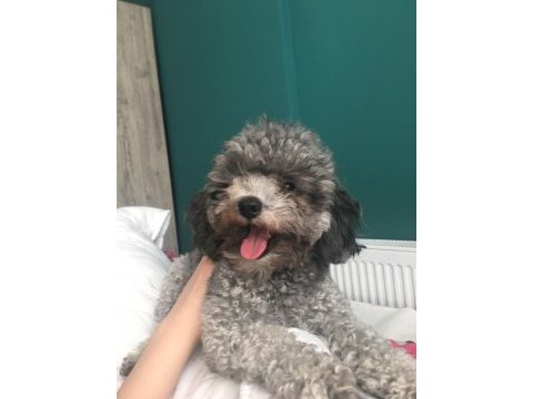 Türkiyedeki tek gerçek safkan dişi silver toy poodle