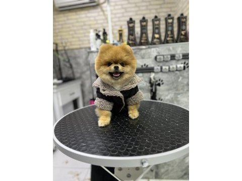 1 yaş üst kalite teddy bear erkek pomeranian boo