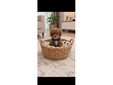 Minik poodle oğlum