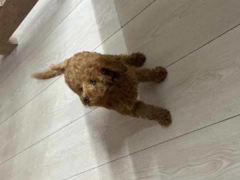Poodle 2,5 aylık