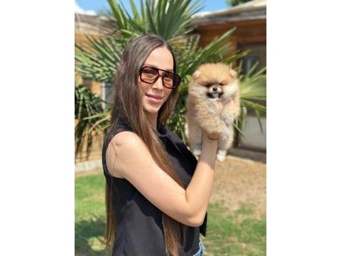 Mini ayıcık surat pomeranian özel üretim