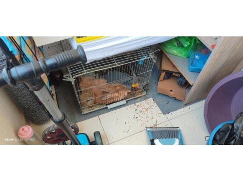 Hollanda lop tavşanı 3 aylık kafesiyle beraber