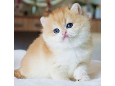 Yuvarlak hatlı safkan golden british shorthair 
