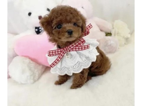 Toy poodle yavru