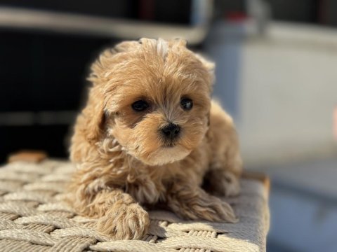 Petmode köpek çiftliğinde ziyarete açık kore maltipoo