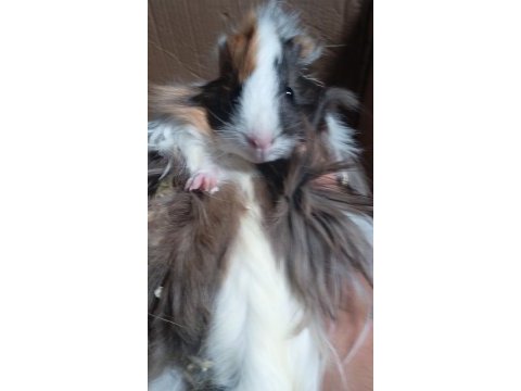 Guinea pig