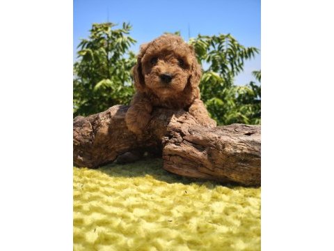 Müthiş kalite poodle yavrularımız