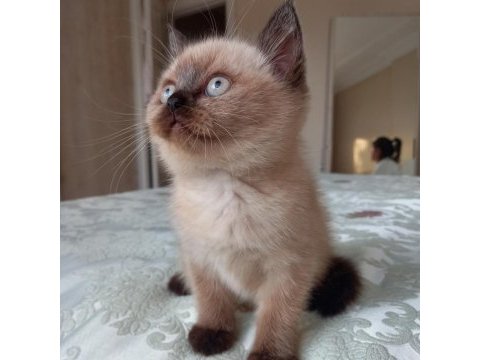 Kaliteli çikolata point dişi british shorthair