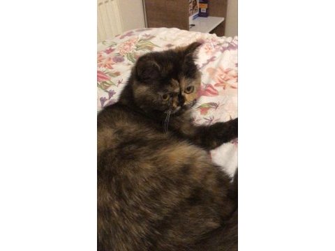 2 yaşında çipli british shorthair (ücretsiz)