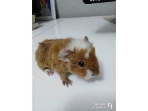 Kaliteli ırk garantilidir 4 adet guinea pig