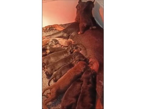 A şecereli rezerveye açık dev doberman yavrular