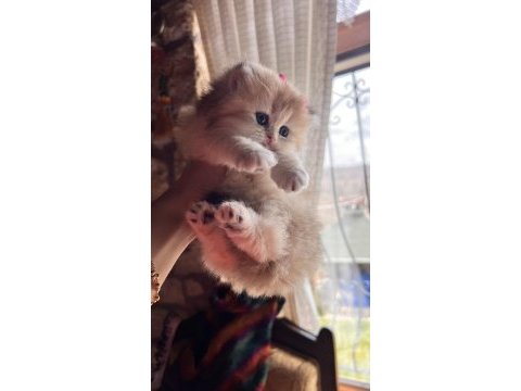 Safkan (wcf kayıtlı) golden british longhair yavrular
