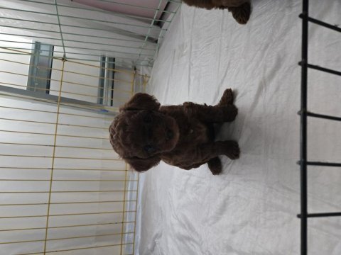 Kore kızımın red brown dişi yavru poodle