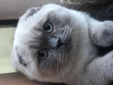 Scottish fold blue point