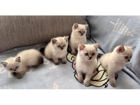 British shorthair colorpoint