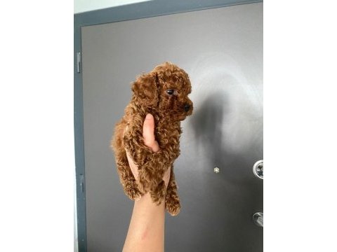 Red brown poodle yavrularım ev üretimi