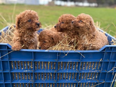 Çok sağlıklı poodle yavrular