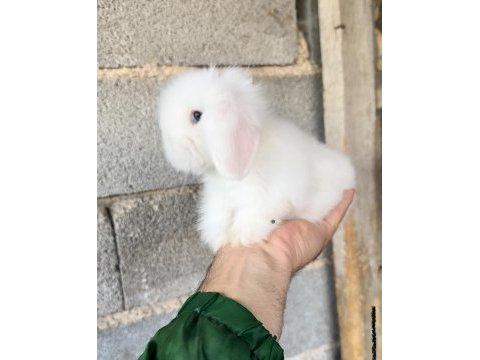 Mavi göz hollanda lop tavşanı