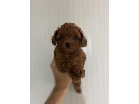 Erkek dişi toy poodle yavrular