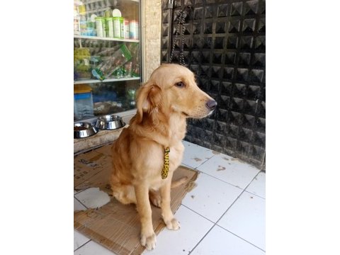 6 aylık a kalite golden retriever