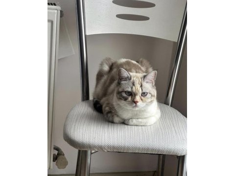 British blue point dişi kedimiz