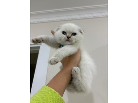 British shorthair scottish fold ücretli sahiplendirme