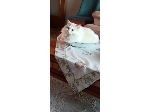 Şecereli erkek ragdoll kedisi