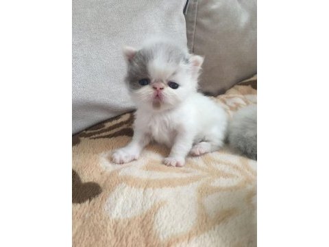 Exotic shorthair bebeklerimiz