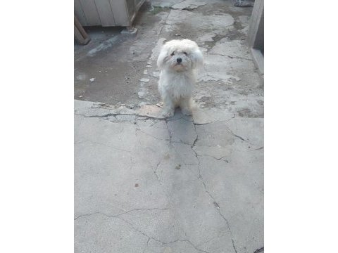 Terrier cinsi dişi köpeğimiz
