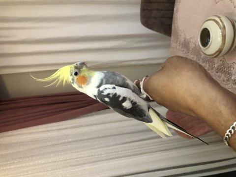 Full evcil konuşan sultan papağanı