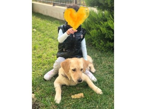 Golden retriever cinsi kızımıza yuva arıyoruz