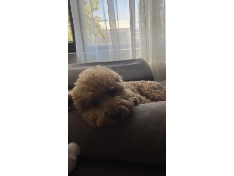 2 yaş erkek poodle dişi eş arıyorum