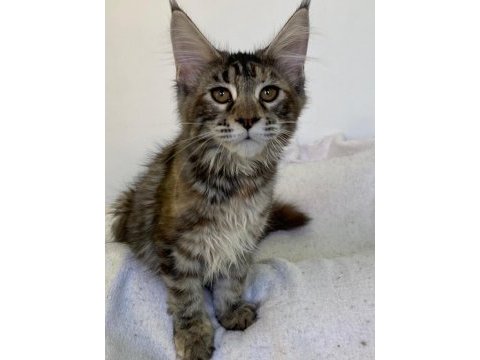 Şecereli maine coon dişi tortie